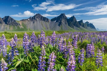 Obraz premium Blooming Field of Flowers With Mountain Background