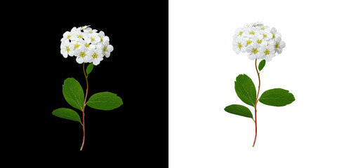 White Spirea flowers (Spiraea vanhouttei) with green leaves isolated on black and white background....