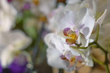 Branch with white orchids. Flowers background.