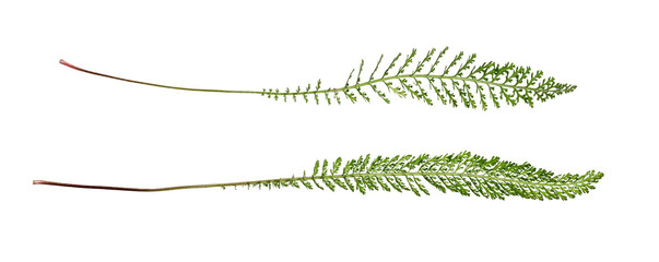 Botanical Collection. Two large leaves of yarrow (achillea millefolium) isolated on white...