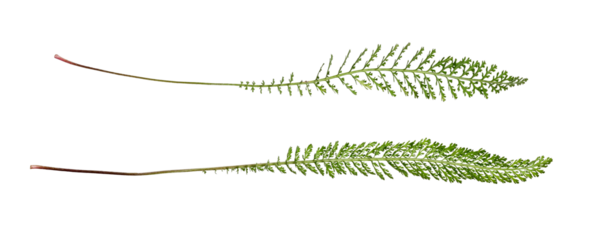 Botanical Collection. Two large leaves of yarrow (achillea millefolium) isolated on white background. Design element for creating botanical compositions, collages, designs, cards, templates, frames.