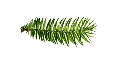 Bright green branch of coniferous tree Araucāria angustifōlia isolated on a white background....