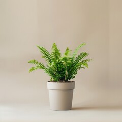 potted houseplant - Boston fern over grey background. Plant leaves png isolated