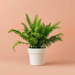 potted houseplant - Boston fern over pinkbackground. Plant leaves png isolated