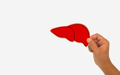 Hand holding a red liver symbol with a white background.