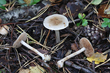 Hebeloma incarnatulum, commonly known as poison pie, wild  mushroom from Finland