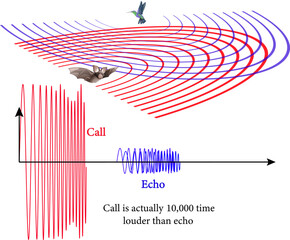 Vector illustration of echolocation system