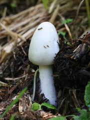 Volvopluteus gloiocephalus, known as the big sheath mushroom, stubble rosegill or  rose-gilled...