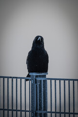 pigeon on a fence