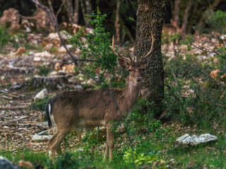 deer, Cerrada de Utrero, Natural Park of the Sierras de Cazorla, Segura and Las Villas, Jaén province, Andalusia, Spain