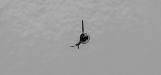 black and white snail