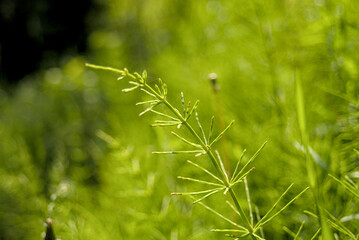 Field horsetail with dew drops selective focus