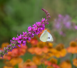 Large white butterfly, Pieris brassicae, and two hoverflies, Syrphids, feeding on nectar from a...