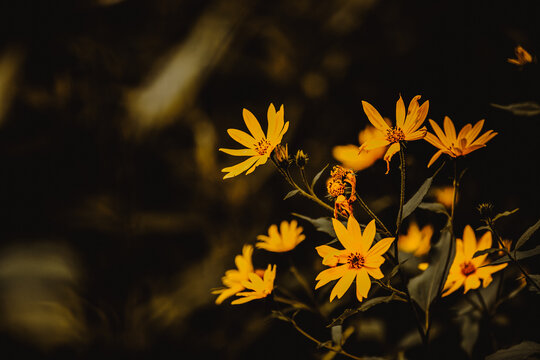Beautiful yellow flowers wither on long stems on a dark summer evening. Nature.