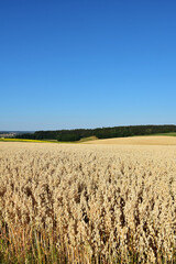 Hafer, Avena sativa, erntereif