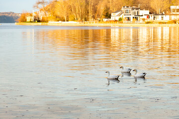 
Three snow geese swimming in the St. Lawrence River during a spring golden hour morning, Cap-Rouge...