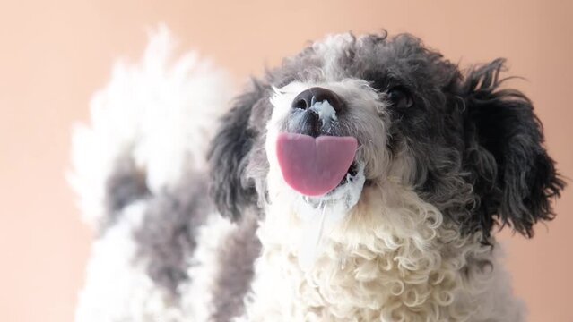 Dog licking yogurt from transparent glass. Funny pet portrait, focus on the tongue