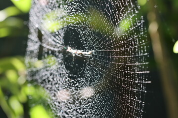 Spider web. Spider on a Web with Dew Drops in the Morning.  Close-up photo of spider web with green...