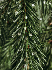 Pine tree in a raindrop.