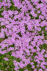 Obraz premium Selective focus close up blooming trees park, rainy day, bokeh natural background image