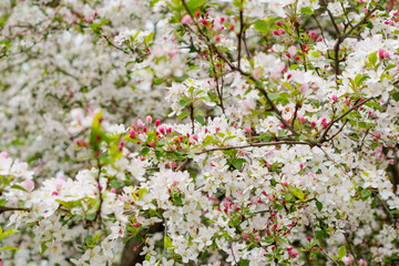 Selective focus close up blooming trees park, rainy day, bokeh natural background image