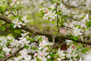 Selective focus close up blooming trees park, rainy day, bokeh natural background image