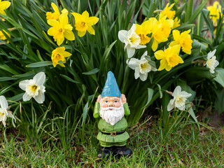 Cute tiny garden gnome standing at the foot of a bunch of pretty white and yellow narcissi in bloom during a sunny spring morning, Quebec City, Quebec, Canada