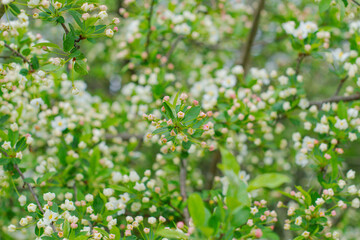 Selective focus close up blooming trees park, rainy day, bokeh natural background image