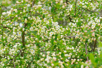 Selective focus close up blooming trees park, rainy day, bokeh natural background image