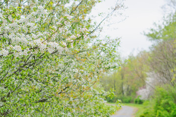 Fototapeta premium Selective focus close up blooming trees park, rainy day, bokeh natural background image