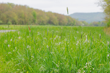 Blooming spring grass, selective focus background image