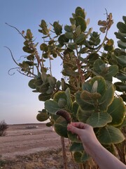 cactus in the desert