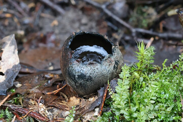 Urnula craterium, commonly known as the devil's urn or the gray urn, cup fungus from Finland