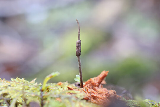 Ophiocordyceps stylophora,  entomopathogenic fungus parasite attacking beetle larvae, no common English name