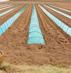 深谷岡部とうもろこし味来品種のハウス作り