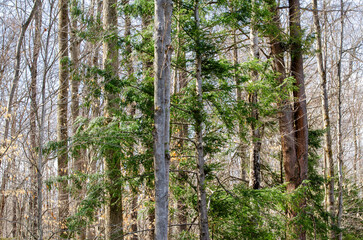 Fototapeta premium Forest, Forest County, Pennsylvania
