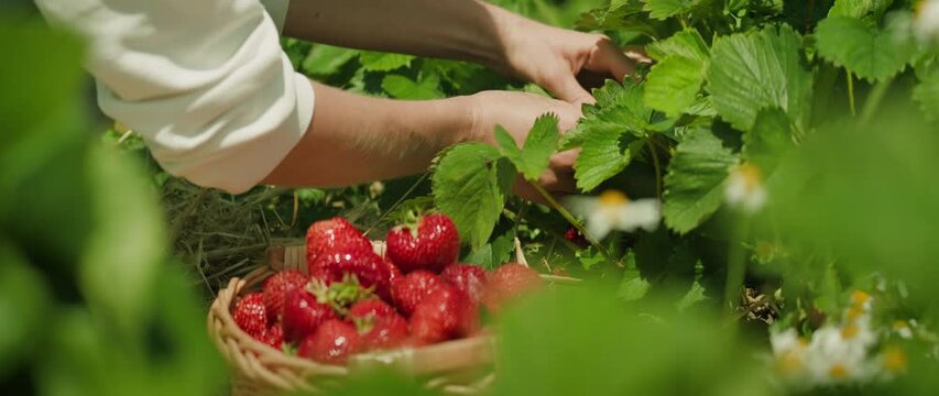 Hands pick strawberries into a basket in bright sunlight.