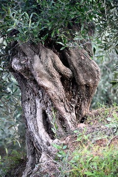 Detalles de olivos centenarios.