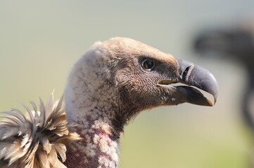 CAPE VULTURE (Gyps coprotheres )> close up of face detail. Cape vulture numbers are dropping...