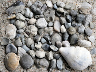 Fossil treasures from the Baltic Sea: petrified shells and marine corals reminiscent of ancient mysteries. Ideal for collectors and decoration