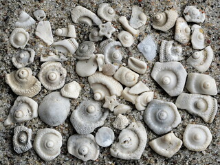 Explore the captivating world of small fossils from the Baltic Sea region: a texture steeped in...