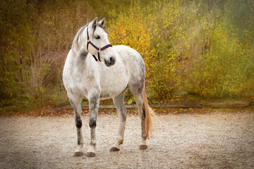 Pferd im Herbstlaub