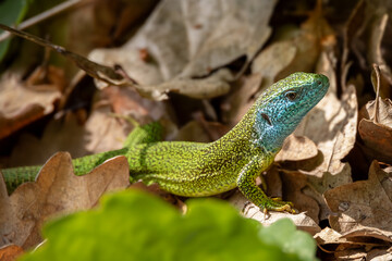 Male of European green lizard with beautiful turquoise-colored throat