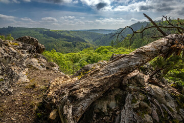 Viewpoint over valley under cloudy sky, old tree stem in foreground