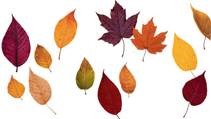 Obraz premium An assortment of colorful autumn leaves scattered on a plain backdrop showcasing the beauty of fall foliage