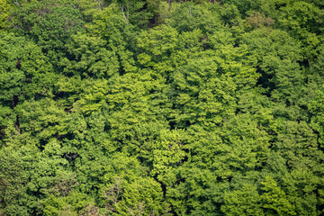 Spring deciduous forest texture, bird's eye view of deep green tree crowns