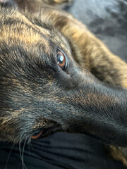 Close-up of a dog's thoughtful eyes and fur texture