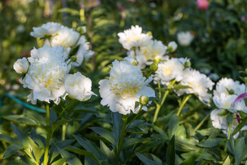 Blooming bush of bomb-shaped white and yellow peonies in the garden