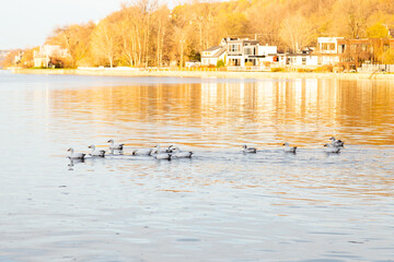 Flock of snow geese swimming in the St. Lawrence River during a spring golden hour morning,...