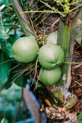 Green coconuts, still unripe, flourishing on a coconut tree, embodying the essence of tropical...